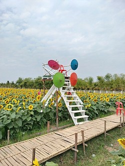 พิกัด: ทุ่งทานตะวันบ้านหาดคำ