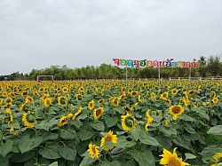 พิกัด: ทุ่งทานตะวันบ้านหาดคำ