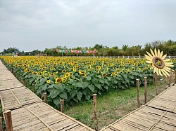 พิกัด: ทุ่งทานตะวันบ้านหาดคำ